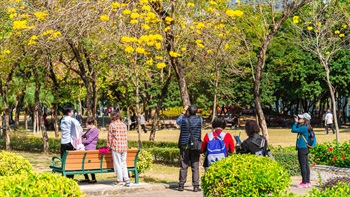 黃花風鈴木盛放，鮮艷奪目的金黃色花朵吸引不少訪客及攝影愛好者。